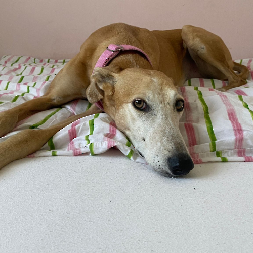 431985331_720865940197244_7838974538108959210_n