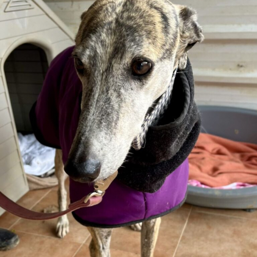 IMG_2479-scaled-1-768x988